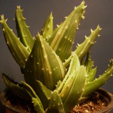 Una foto de Aloe brevifolia fma. variegada