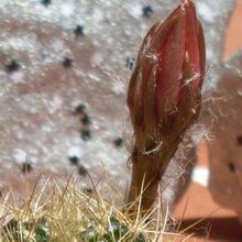 A photo of Echinopsis schieliana