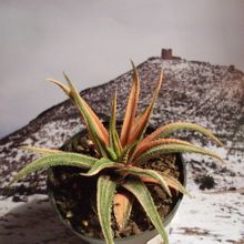 Una foto de Haworthia attenuata fma. variegada