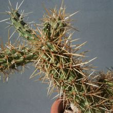A photo of Cylindropuntia alcahes subsp. burrageana