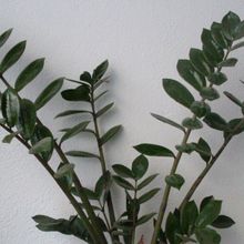 Una foto de Zamioculcas zamiifolia  