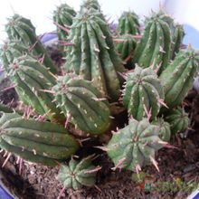 A photo of Euphorbia aggregata