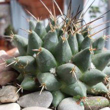 Una foto de Mammillaria compressa ssp centralifera