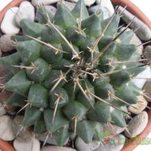 Una foto de Mammillaria compressa ssp centralifera