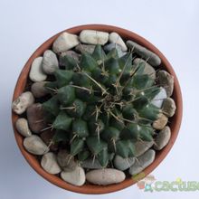 Una foto de Mammillaria compressa ssp centralifera