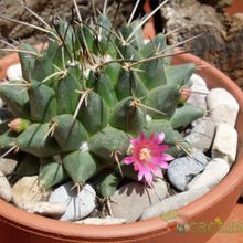 Una foto de Mammillaria compressa ssp centralifera