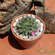 Una foto de Mammillaria compressa ssp centralifera