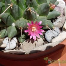 Una foto de Mammillaria compressa ssp centralifera