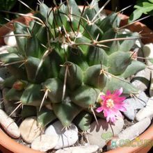 Una foto de Mammillaria compressa ssp centralifera