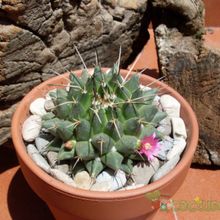 Una foto de Mammillaria compressa ssp centralifera