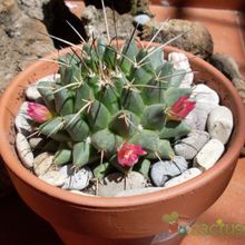 Una foto de Mammillaria compressa ssp centralifera