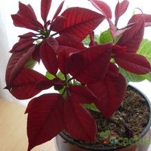 A photo of Euphorbia pulcherrima