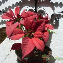 A photo of Euphorbia pulcherrima