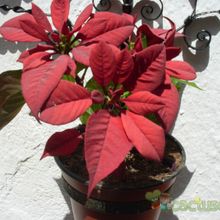 A photo of Euphorbia pulcherrima