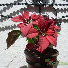 A photo of Euphorbia pulcherrima