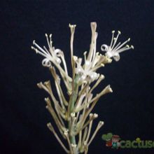 A photo of Sansevieria francisii