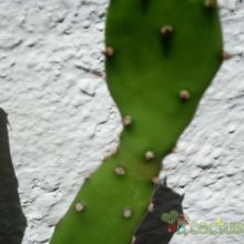 Una foto de Opuntia monacantha fma. monstruosa