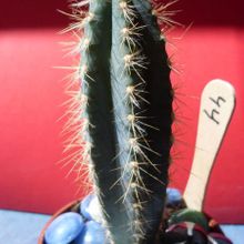 A photo of Pilosocereus azulensis