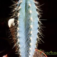 A photo of Pilosocereus azulensis