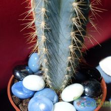 A photo of Pilosocereus azulensis