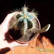 A photo of Pilosocereus azulensis