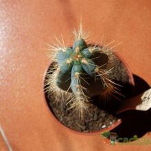 A photo of Pilosocereus azulensis