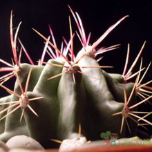 A photo of Ferocactus emoryi ssp. rectispinus