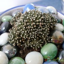 A photo of Mammillaria crinita ssp crinita fma. monstruosa