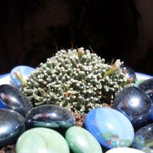 A photo of Mammillaria crinita ssp crinita fma. monstruosa