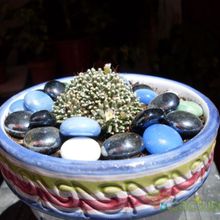 A photo of Mammillaria crinita ssp crinita fma. monstruosa