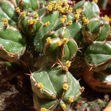 Una foto de Euphorbia handiensis