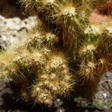 Una foto de Cereus peruvianus fma. monstruosa