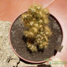 Una foto de Cereus peruvianus fma. monstruosa