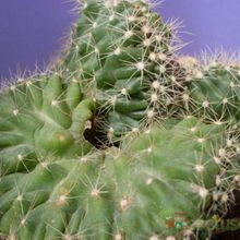 Una foto de Cereus peruvianus fma. crestada