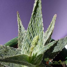A photo of Aloe cv. Green Sand (conocido tambien como cv. Vito)