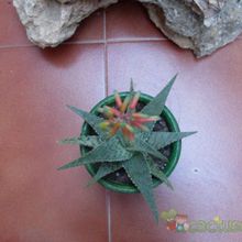 Una foto de Aloe cv. Green Sand (conocido tambien como cv. Vito)