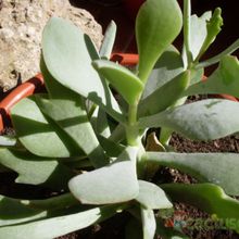 Una foto de Cotyledon orbiculata var. oblonga cv. Takbok