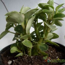 Una foto de Peperomia orba fma. variegada
