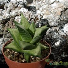 A photo of Haworthia rigida