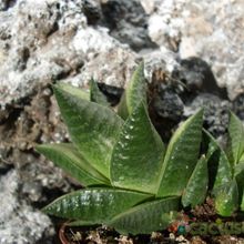A photo of Haworthia rigida