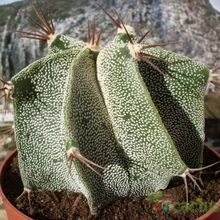 A photo of Astrophytum ornatum