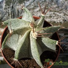 A photo of Astrophytum ornatum