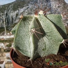 A photo of Astrophytum ornatum