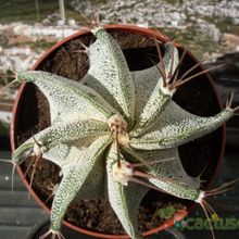 A photo of Astrophytum ornatum