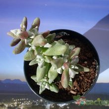 Una foto de Crassula deltoidea  