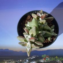 Una foto de Crassula deltoidea  