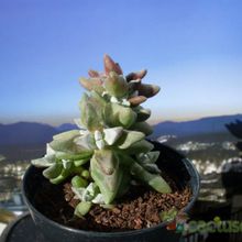 Una foto de Crassula deltoidea  