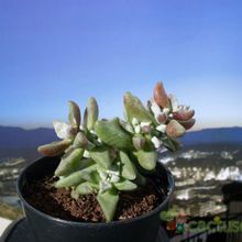 Una foto de Crassula deltoidea  