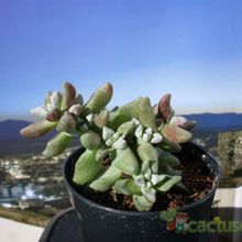 Una foto de Crassula deltoidea  