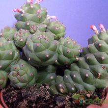 Una foto de Euphorbia ritchiei subsp. nyambensis